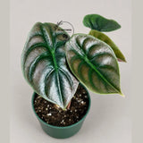 Alocasia Red Secret Live Plant in 4" Nursery Pot - Jewel Alocasia - Metallic Foliage Tropical Houseplant - Rare Indoor Aroid Plant