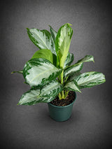Aglaonema Silver Bay Live Plant in 6" Nursery Pot - Chinese Evergreen Indoor Houseplant - Large Easy Care Tropical Plant