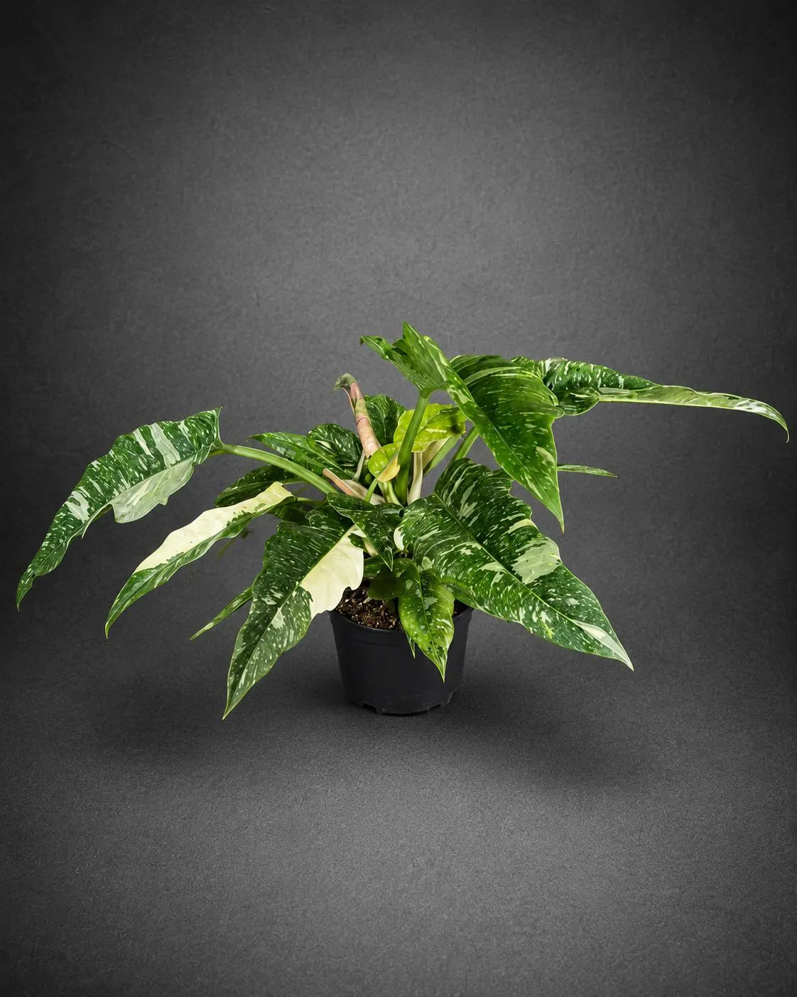 Philodendron Ring of Fire Variegated Live Plant in 6" Nursery Pot - Rare Variegated Philodendron - Tropical Indoor Houseplant
