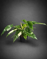 Philodendron Ring of Fire Variegated Live Plant in 6" Nursery Pot - Rare Variegated Philodendron - Tropical Indoor Houseplant