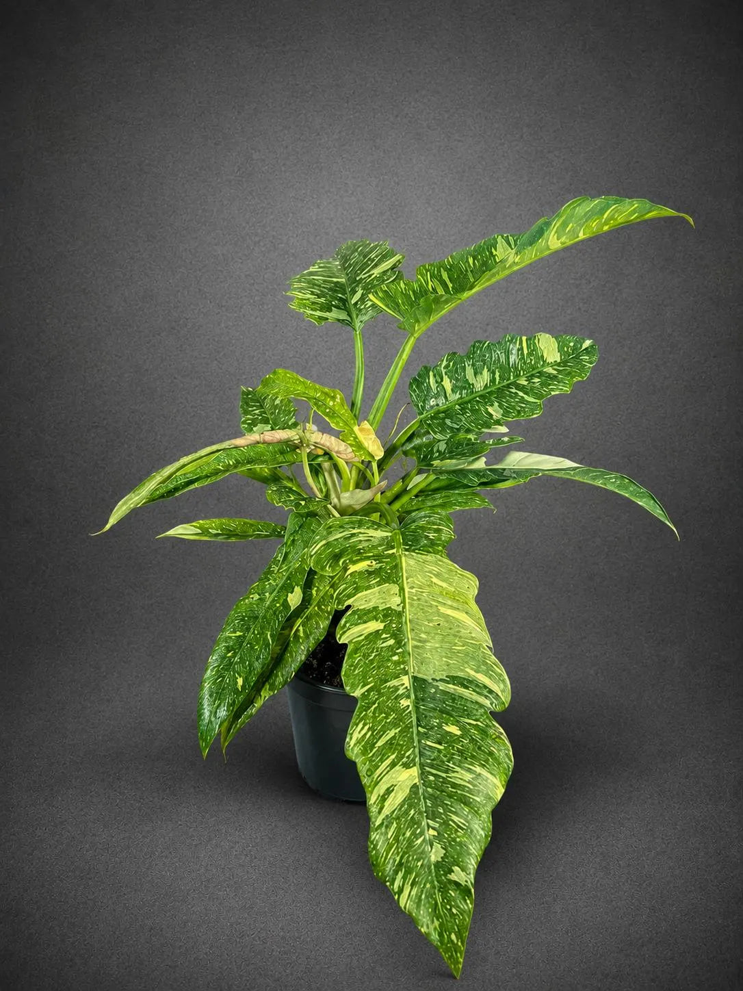 Philodendron Ring of Fire Variegated Live Plant in 6" Nursery Pot - Rare Variegated Philodendron - Tropical Indoor Houseplant
