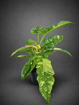 Philodendron Ring of Fire Variegated Live Plant in 6" Nursery Pot - Rare Variegated Philodendron - Tropical Indoor Houseplant