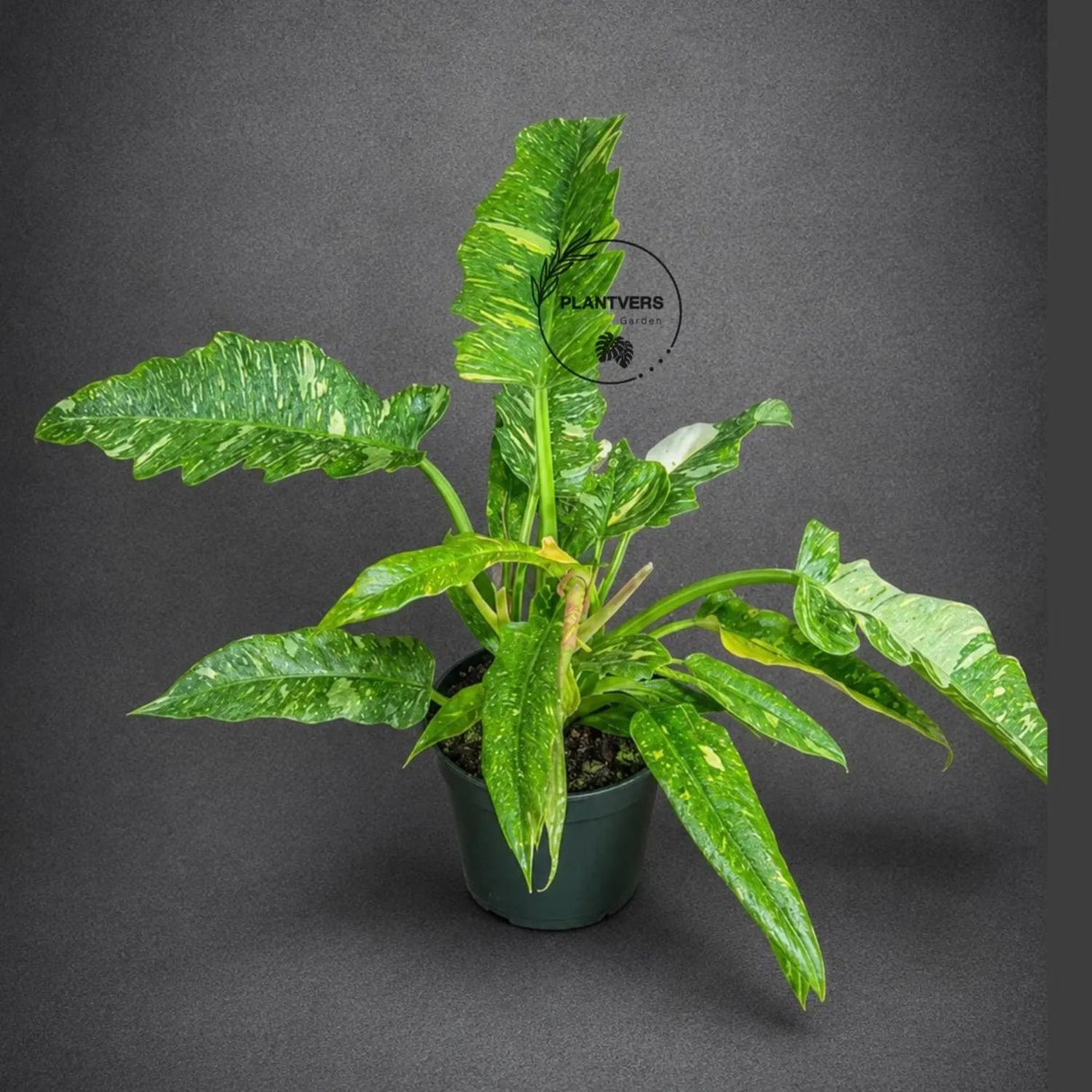 Philodendron Ring of Fire Variegated Live Plant in 6" Nursery Pot - Rare Variegated Philodendron - Tropical Indoor Houseplant