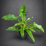 Philodendron Ring of Fire Variegated Live Plant in 6" Nursery Pot - Rare Variegated Philodendron - Tropical Indoor Houseplant