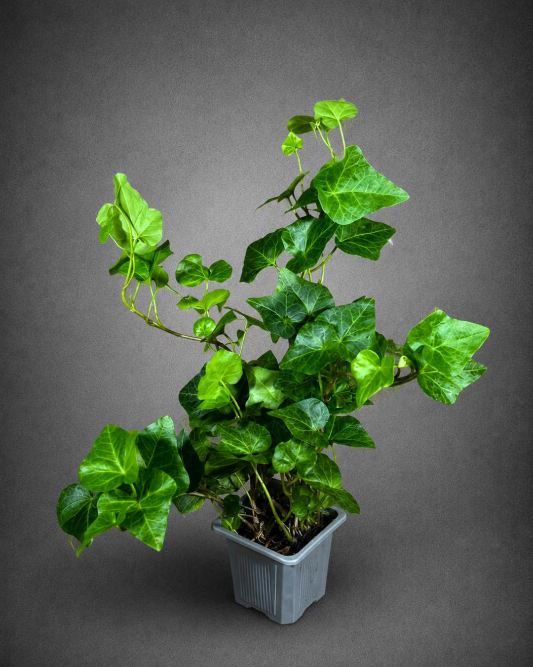 Green Ivy Live Plant in a 3" Pot - English Ivy Indoor Vining Plant - Trailing Plant - Low Light Climbing Plant - Easy Care House Plant