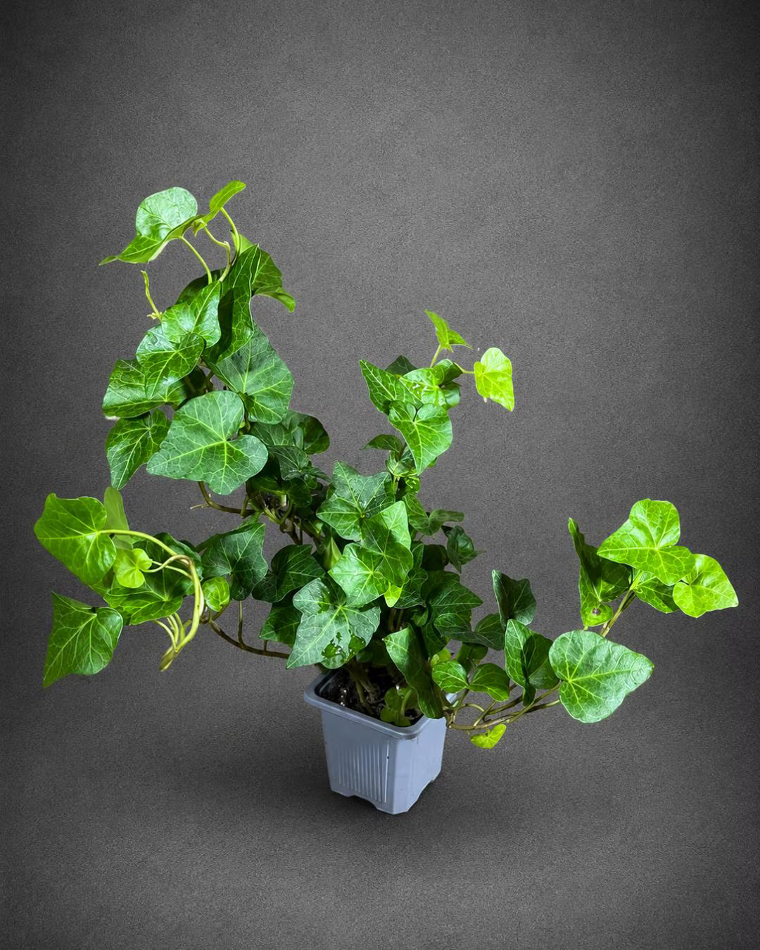 Green Ivy Live Plant in a 3" Pot - English Ivy Indoor Vining Plant - Trailing Plant - Low Light Climbing Plant - Easy Care House Plant