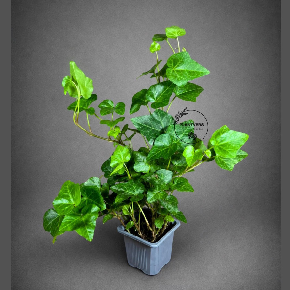 Green Ivy Live Plant in a 3" Pot - English Ivy Indoor Vining Plant - Trailing Plant - Low Light Climbing Plant - Easy Care House Plant