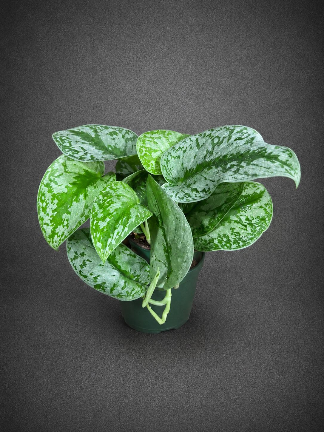 Silver Exotica Scindapsus Live Plant in 4" Nursery Pot - Scindapsus Exotica Satin Pothos - Silver Variegated Indoor Houseplant