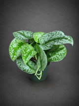 Silver Exotica Scindapsus Live Plant in 4" Nursery Pot - Scindapsus Exotica Satin Pothos - Silver Variegated Indoor Houseplant