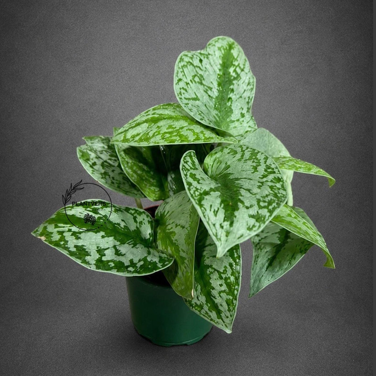 Silver Exotica Scindapsus Live Plant in 4" Nursery Pot - Scindapsus Exotica Satin Pothos - Silver Variegated Indoor Houseplant