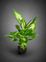 Dieffenbachia Plant in 3” Nursery Pot - Dumb Cane Plant - Easy Care Houseplant - Low Light Indoor Plant - Gift Houseplant