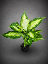 Dieffenbachia Plant in 3” Nursery Pot - Dumb Cane Plant - Easy Care Houseplant - Low Light Indoor Plant - Gift Houseplant