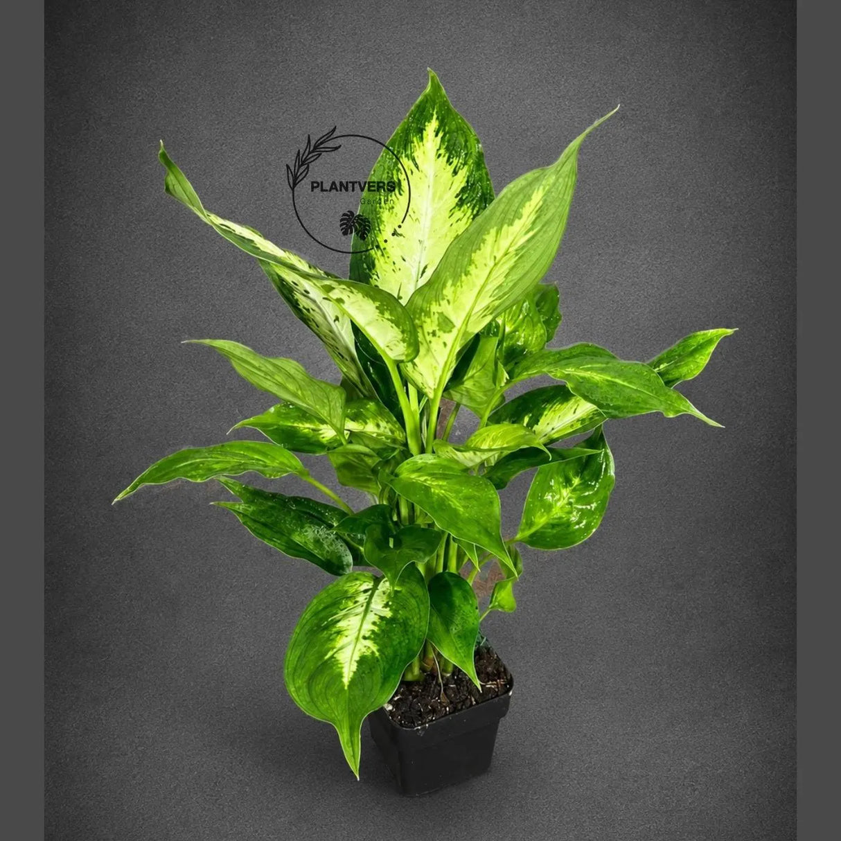 Dieffenbachia Plant in 3” Nursery Pot - Dumb Cane Plant - Easy Care Houseplant - Low Light Indoor Plant - Gift Houseplant