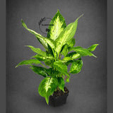 Dieffenbachia Plant in 3” Nursery Pot - Dumb Cane Plant - Easy Care Houseplant - Low Light Indoor Plant - Gift Houseplant