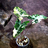 Alocasia Pseudo Sanderiana Albo Live Plant -(Aug-7-30-ER)