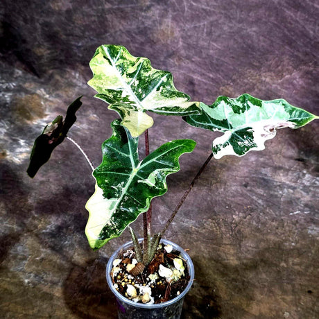 Alocasia Pseudo Sanderiana Albo Live Plant -(Aug-7-30-ER)