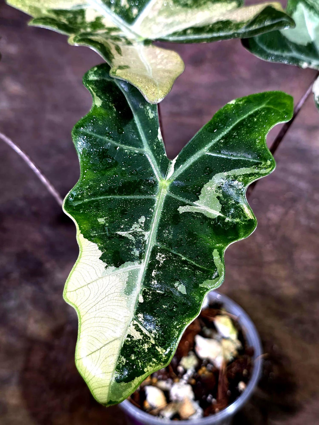 Alocasia Pseudo Sanderiana Albo Live Plant -(Aug-7-30-ER)