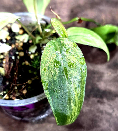 Rare Variegated Philodendron Mican Mint - High Variegated Potted plant -(Aug-7-23)