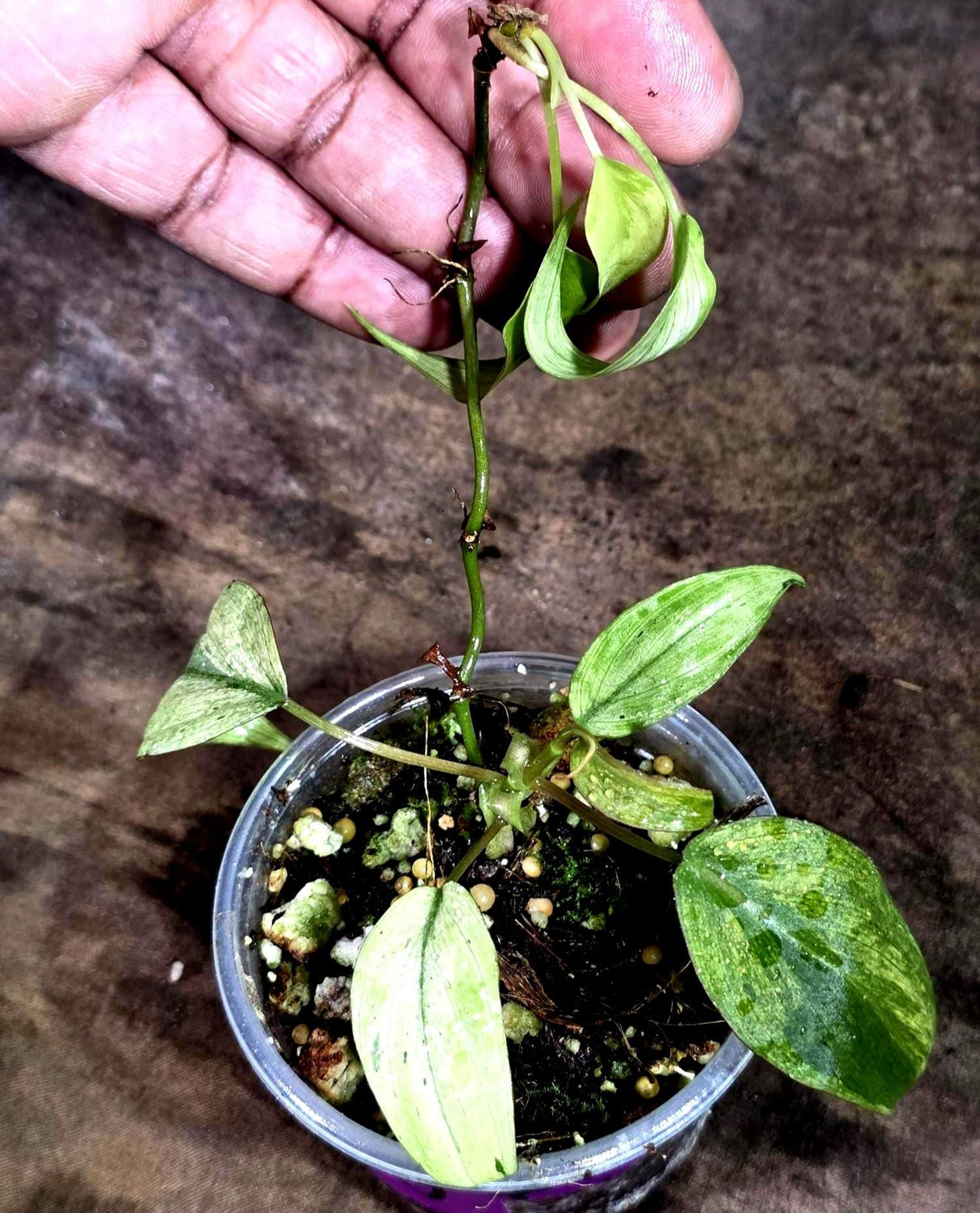 Rare Variegated Philodendron Mican Mint - High Variegated Potted plant -(Aug-7-23)