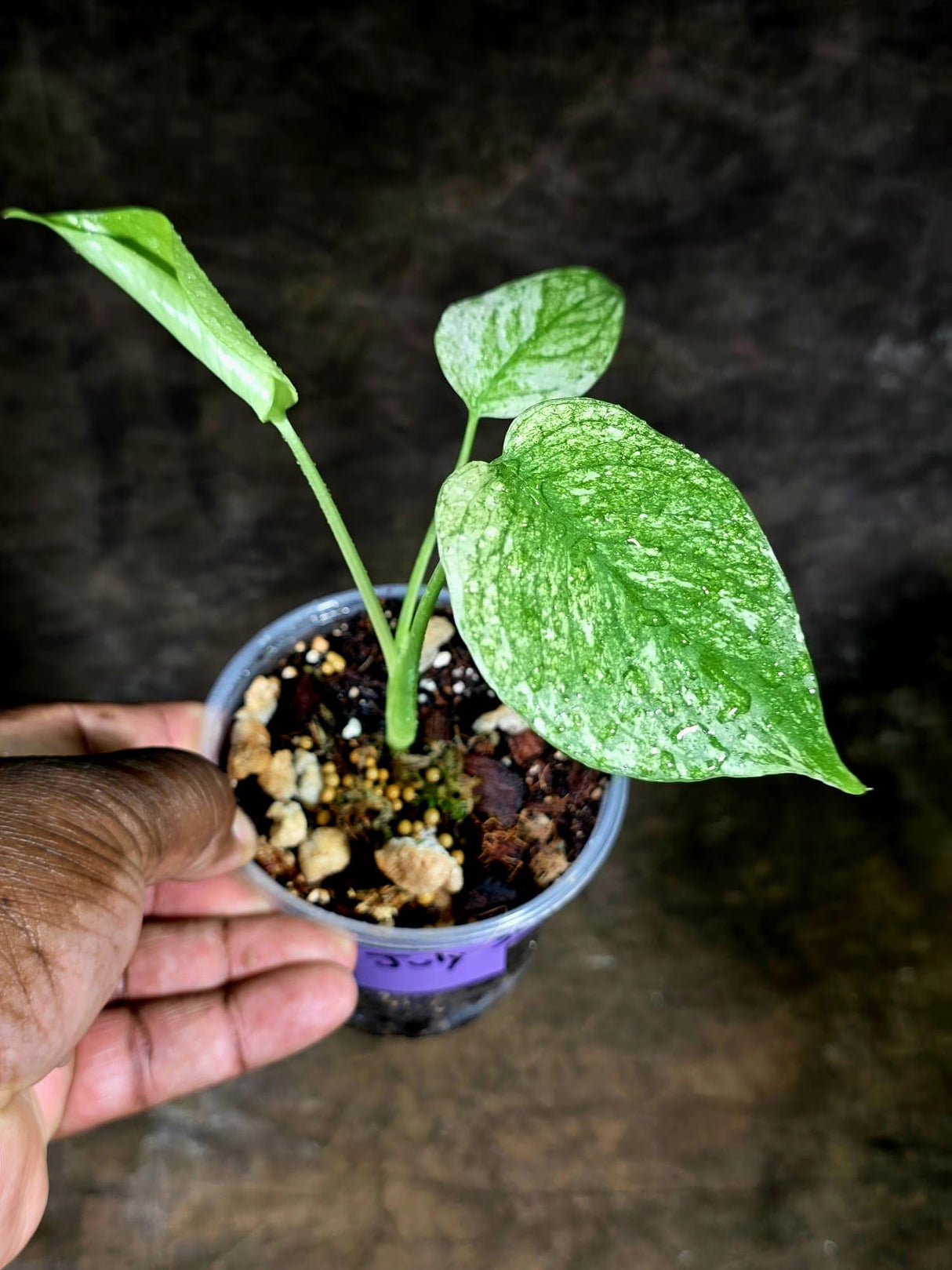 Monstera Deliciosa White Monster - Rare Monstera Beauty - (July-30-61)