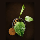 Monstera Deliciosa White Monster - Rare Monstera Beauty - (July-30-61)