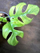 Variegated Rhaphidophora Tetrasperma White Monster (July-29-24-ER)