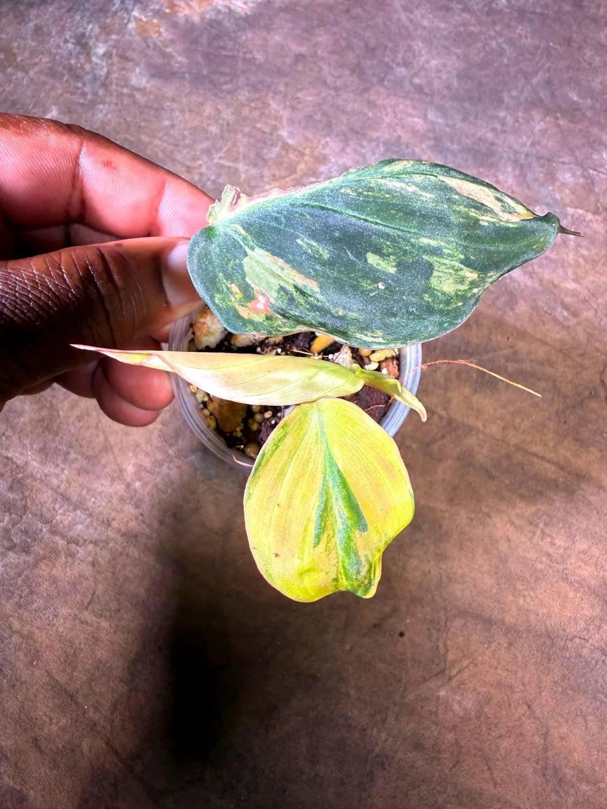 Variegated Philodendron Mican Aurea - (July-29-26)