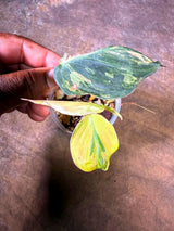 Variegated Philodendron Mican Aurea - (July-29-26)