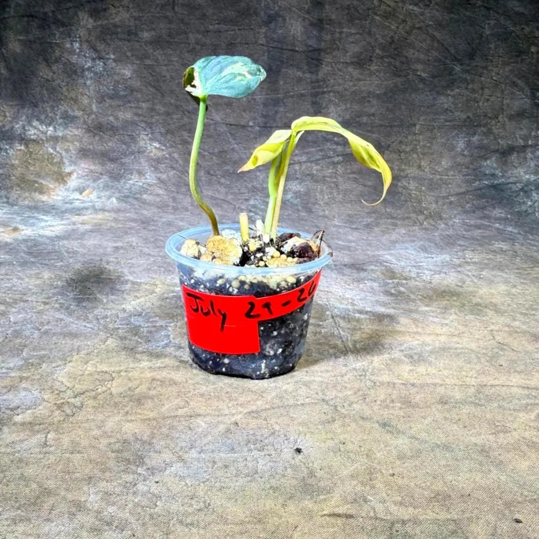 Variegated Philodendron Mican Aurea - (July-29-26)