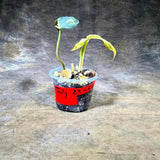 Variegated Philodendron Mican Aurea - (July-29-26)