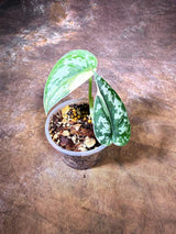 Variegated Scindapsus Mayari Plant - (July-29-27)