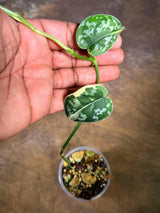 Variegated Scindapsus Mayari Plant - (July-29-25)