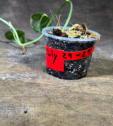 Variegated Scindapsus Mayari Plant - (July-29-25)