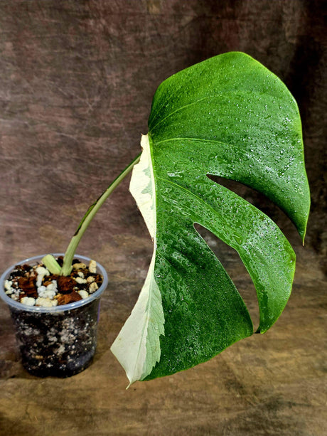 Variegated Monstera Albo Live Plant - Single Leaf Plant (Aug-12-26)
