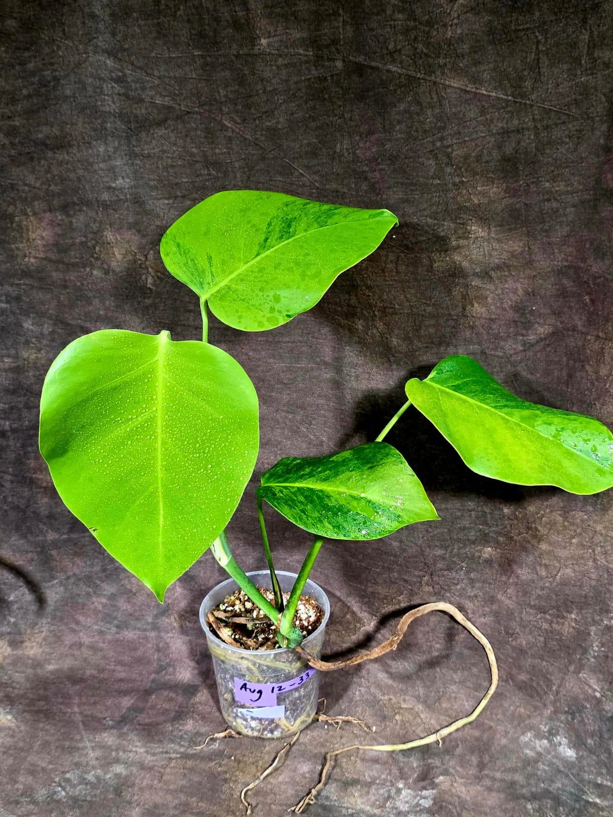 Variegated Monstera Green on Green Plant (Aug-12-33)