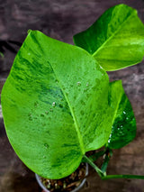 Variegated Monstera Green on Green Plant (Aug-12-33)
