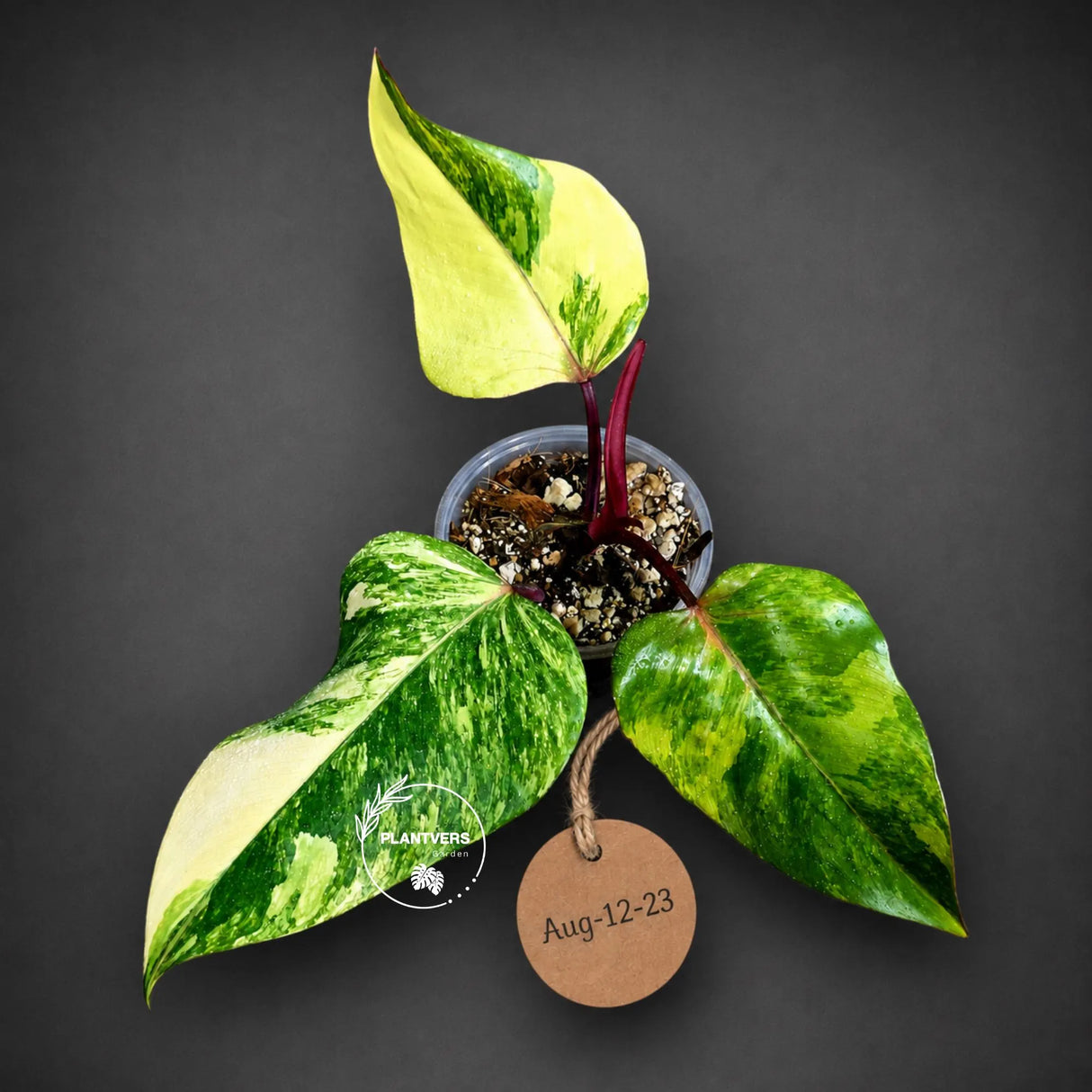 Rare Philodendron Strawberry Shake Variegated (Aug-12-23)