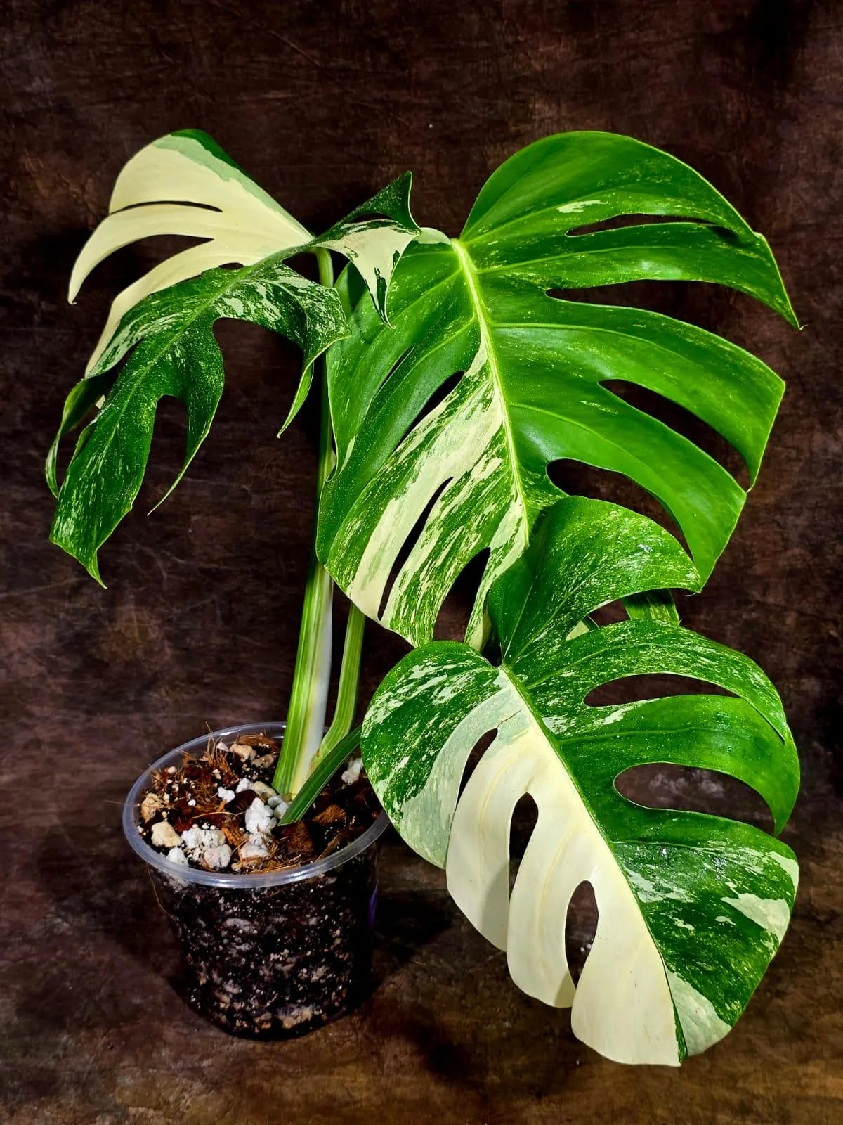Variegated Monstera Albo - White Albo Borsigiana (Aug-12-35)