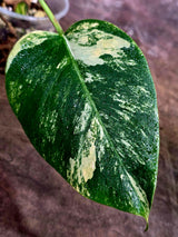 Monstera Aurea Variegated Plant - Rare Tropical Aroids(Aug-12-37)