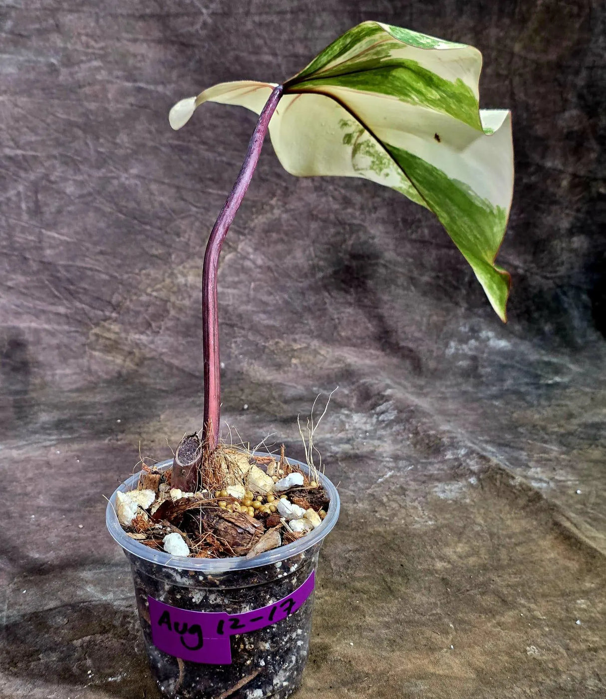 Rare Philodendron Strawberry Shake Variegated (Aug-12-17)