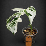 Variegated Monstera Albo Live Plant - Single Leaf Plant (Aug-12-13)