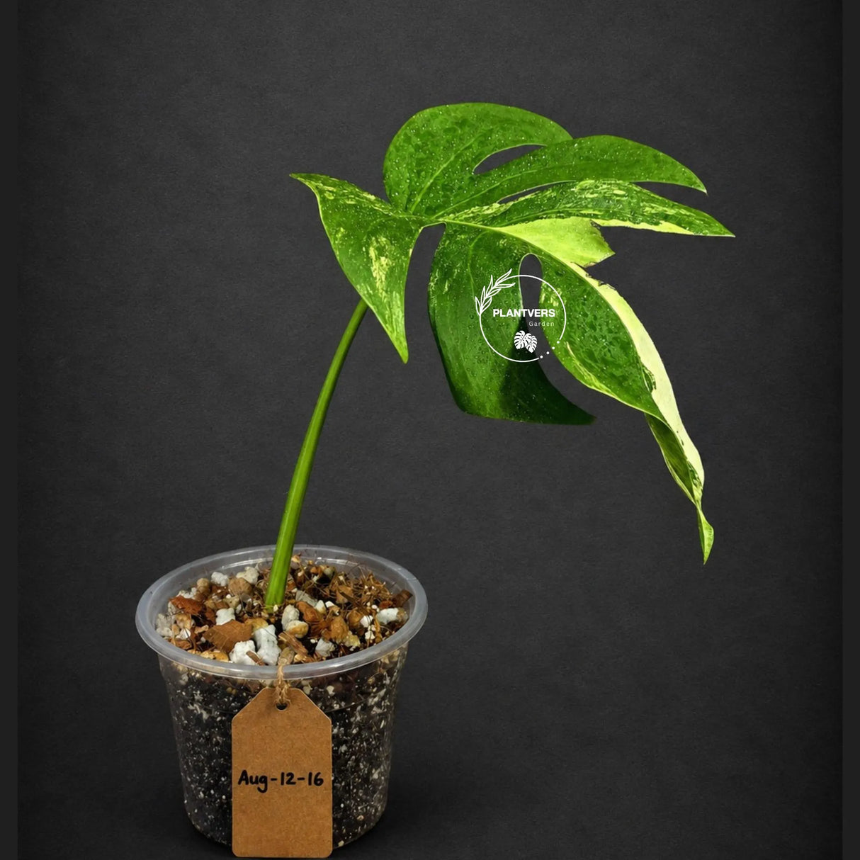 Monstera Borsigiana Aurea Variegated (Aug-12-16)
