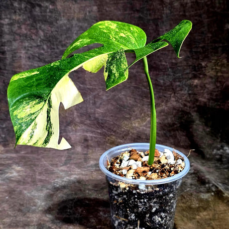 Monstera Borsigiana Aurea Variegated (Aug-12-16)