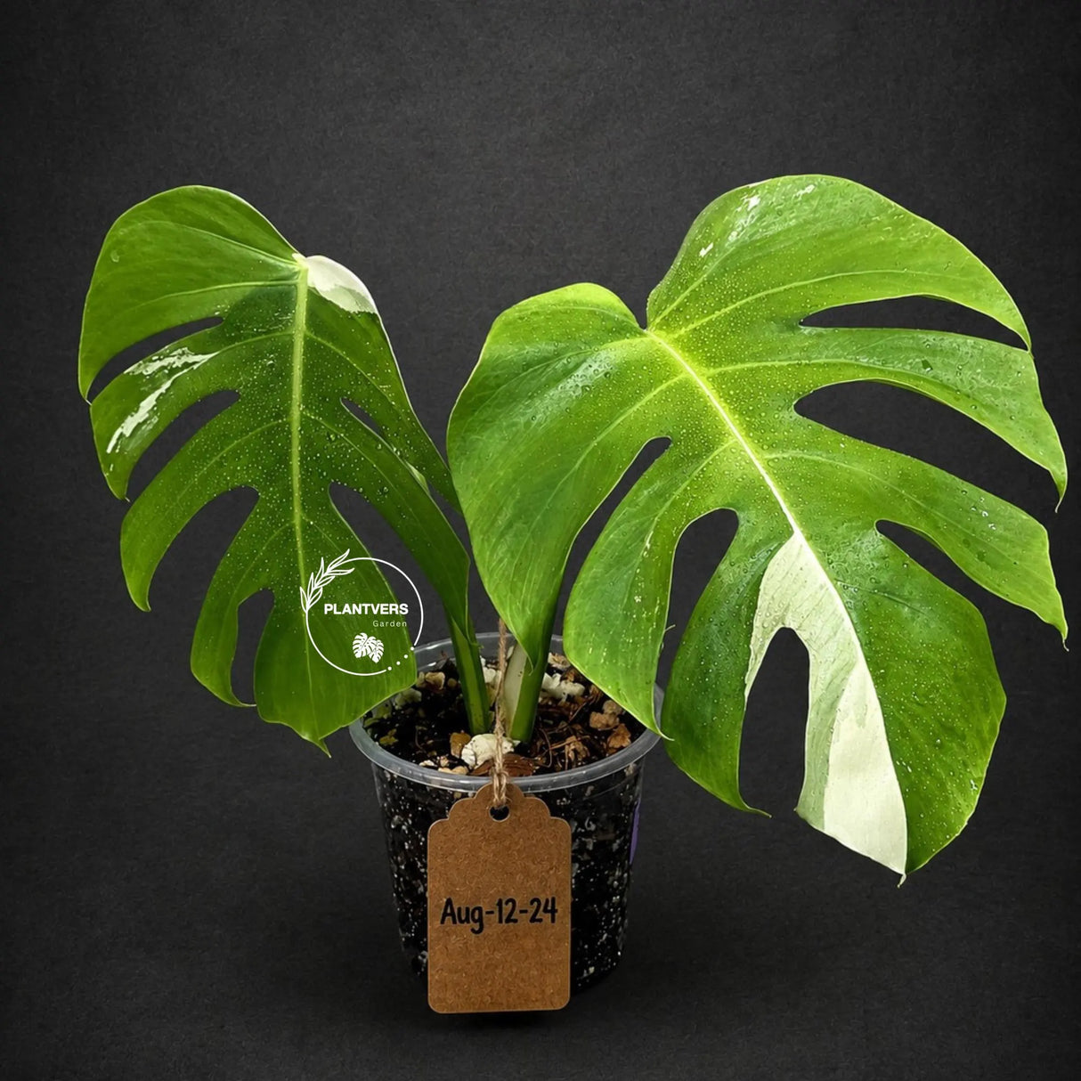 Variegated Monstera Albo - White Albo Borsigiana (Aug-12-24)