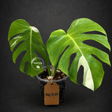 Variegated Monstera Albo - White Albo Borsigiana (Aug-12-24)