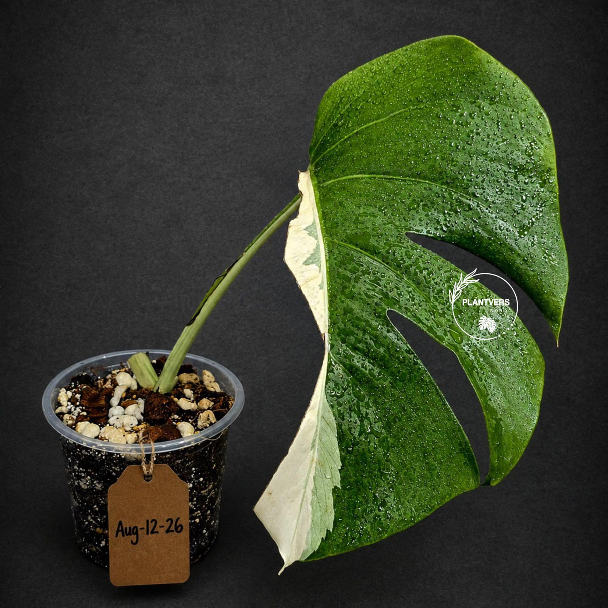 Variegated Monstera Albo Live Plant - Single Leaf Plant (Aug-12-26)