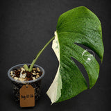 Variegated Monstera Albo Live Plant - Single Leaf Plant (Aug-12-26)