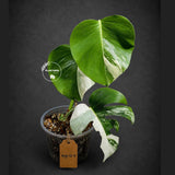 Variegated Monstera Albo - White Albo Borsigiana (Aug-12-9)