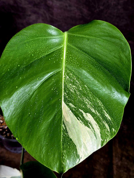 Variegated Monstera Albo - White Albo Borsigiana (Aug-12-9)