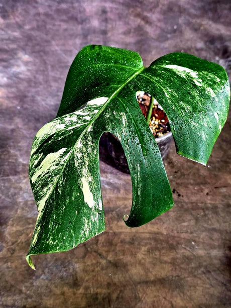 Monstera Borsigiana Aurea Variegated (Aug-12-21)